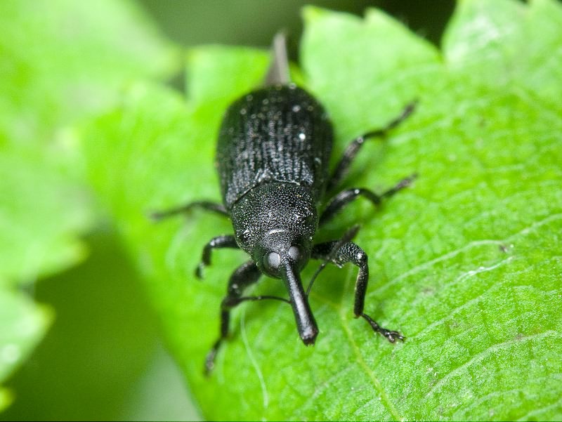 Magdalis (Odontomagdalis) caucasica (Tournier, 1872)